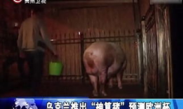 人的交配视频,交配视频背后的科学启示