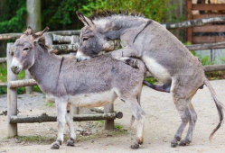 驴交配视频,自然繁殖的奇妙瞬间